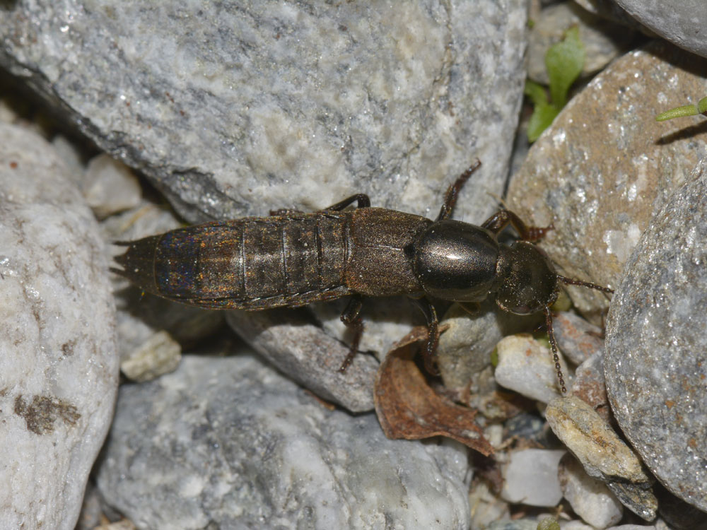 Staphylino da id. - Ocypus  picipennis ssp. fallaciosus